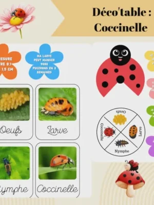 Déco table coccinelle enfant avec cycle de vie insecte cartes éducatives et informations pédagogiques