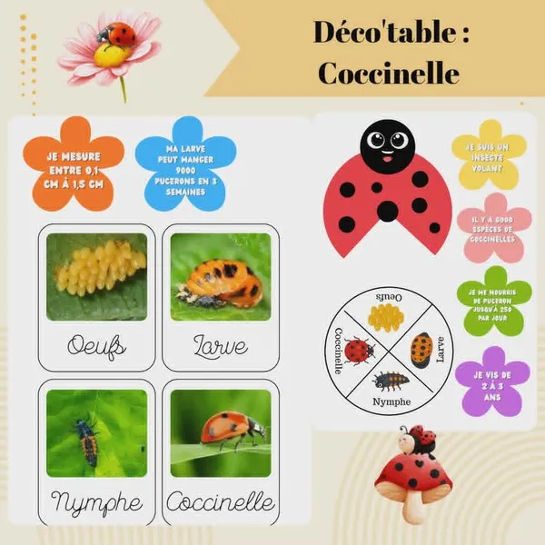 Déco table coccinelle enfant avec cycle de vie insecte cartes éducatives et informations pédagogiques